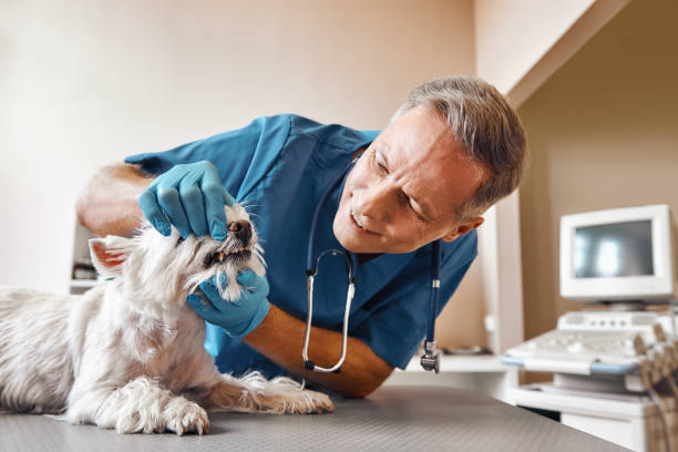 Best Emergency Treatment for Dental Infections or Abscesses in Roaring Spring, PA